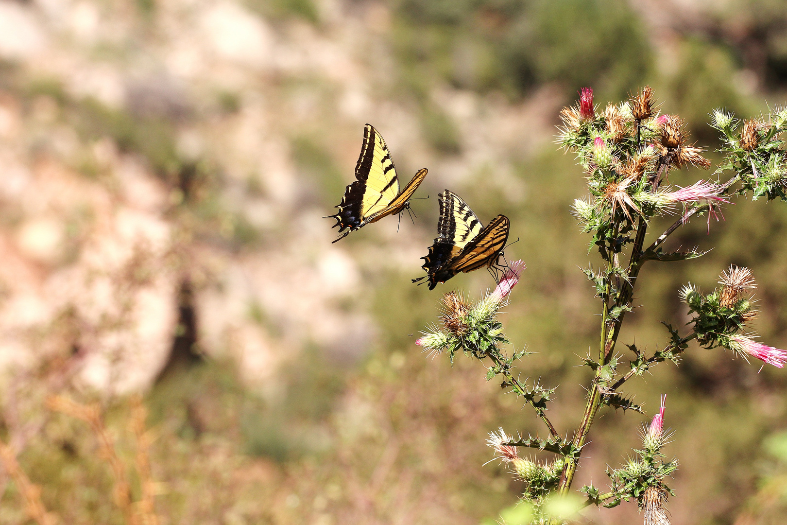 Schmetterlinge im Grand Canyon