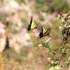 Schmetterlinge im Grand Canyon