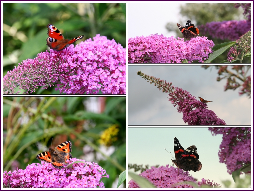 Schmetterlinge im heimischen Garten