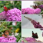 Schmetterlinge im heimischen Garten