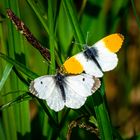 Schmetterlinge im Kemptener Wald