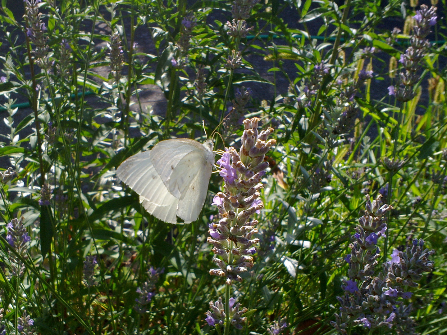 Schmetterlinge im Kopf