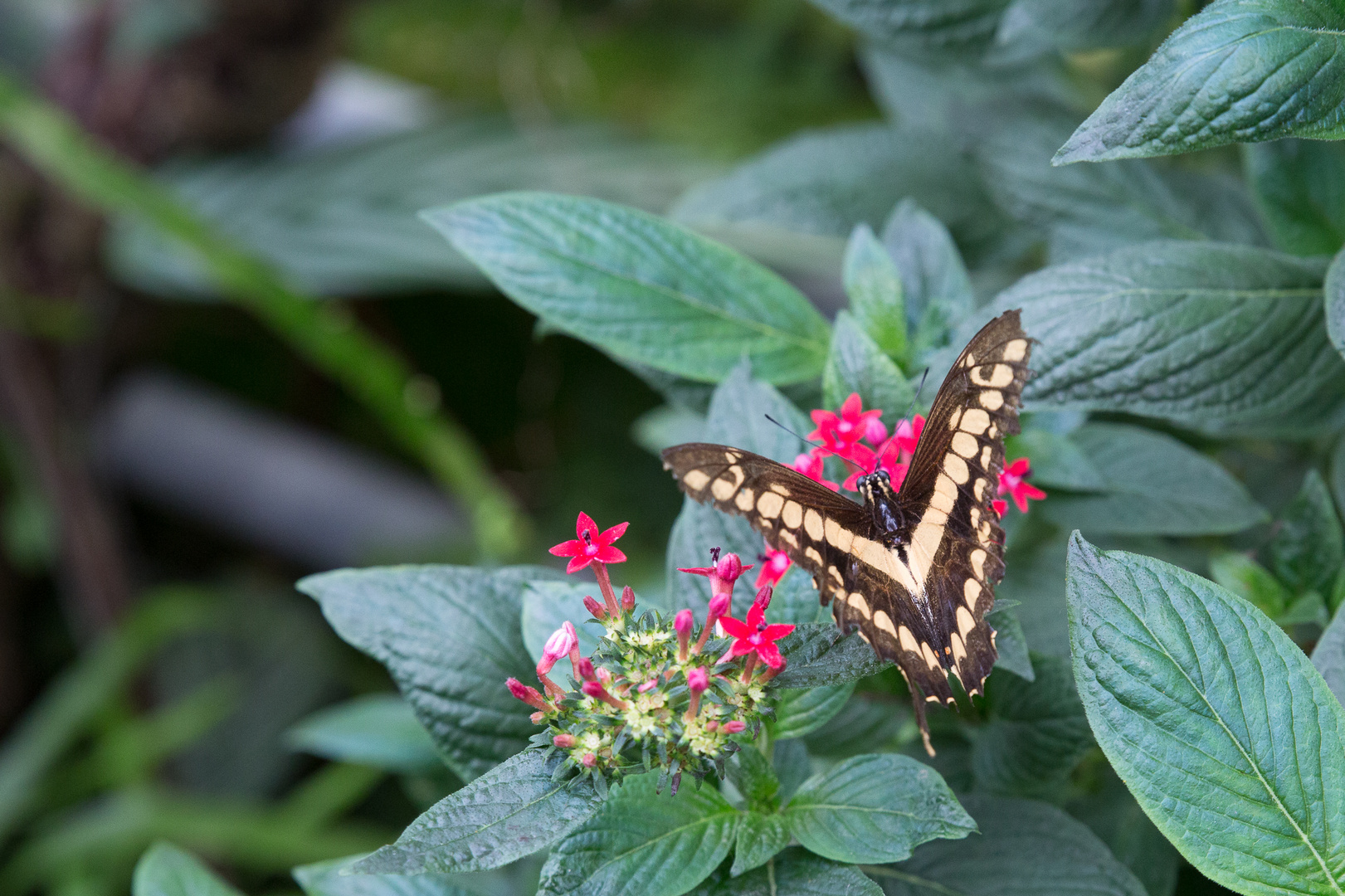 Schmetterlinge im Maximilian-Park