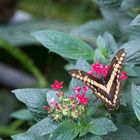 Schmetterlinge im Maximilian-Park