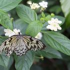 Schmetterlinge im Maximilian-Park