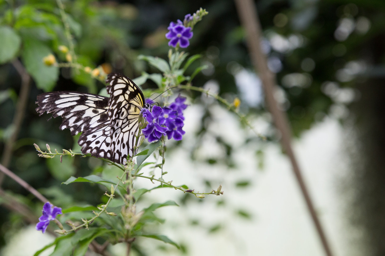 Schmetterlinge im Maximilian-Park