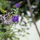 Schmetterlinge im Maximilian-Park