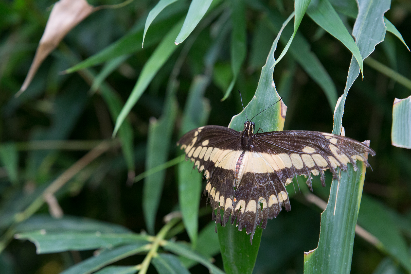 Schmetterlinge im Maximilian-Park