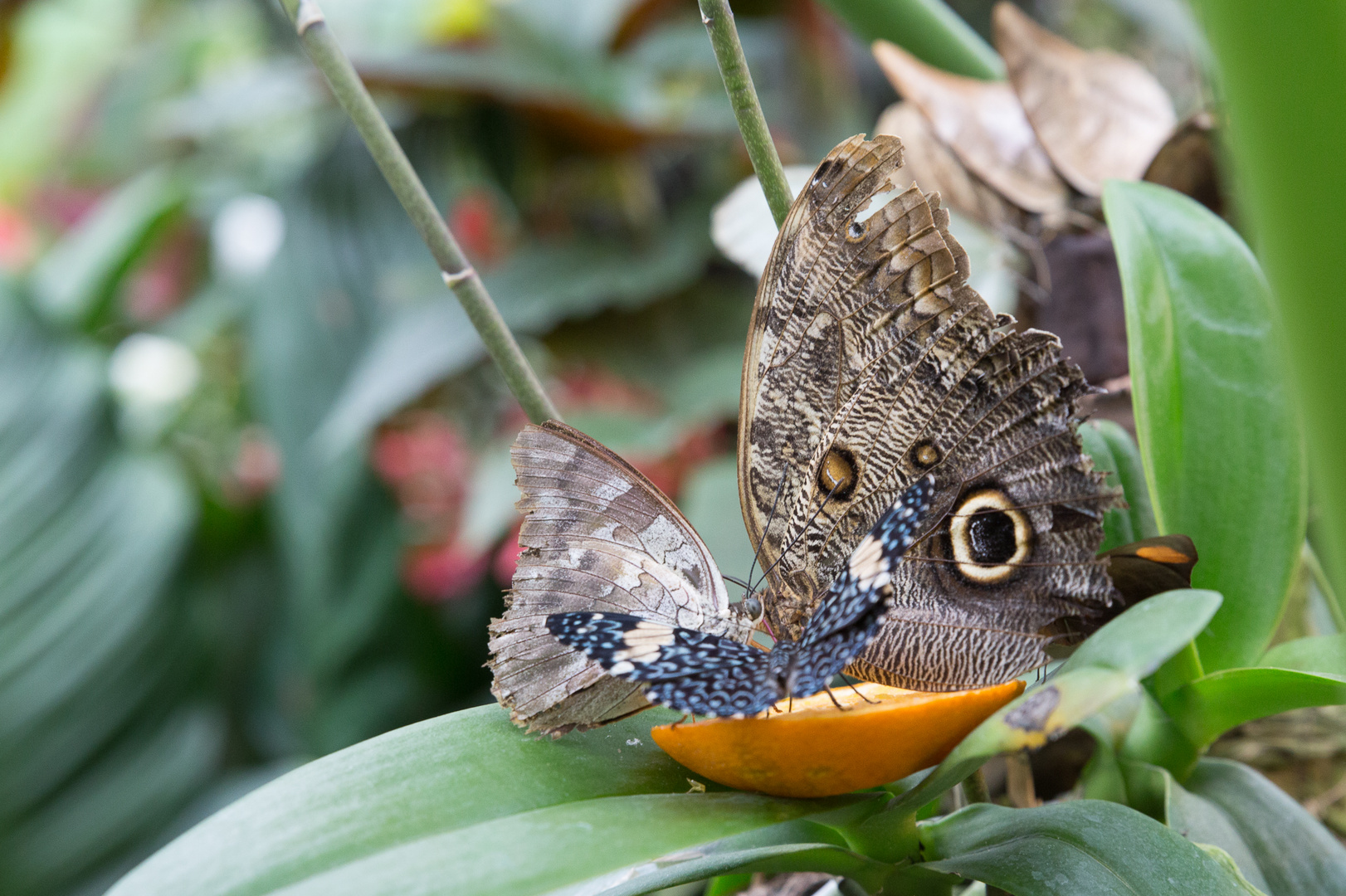 Schmetterlinge im Maximilian-Park