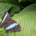 Schmetterlinge im Maximilian-Park