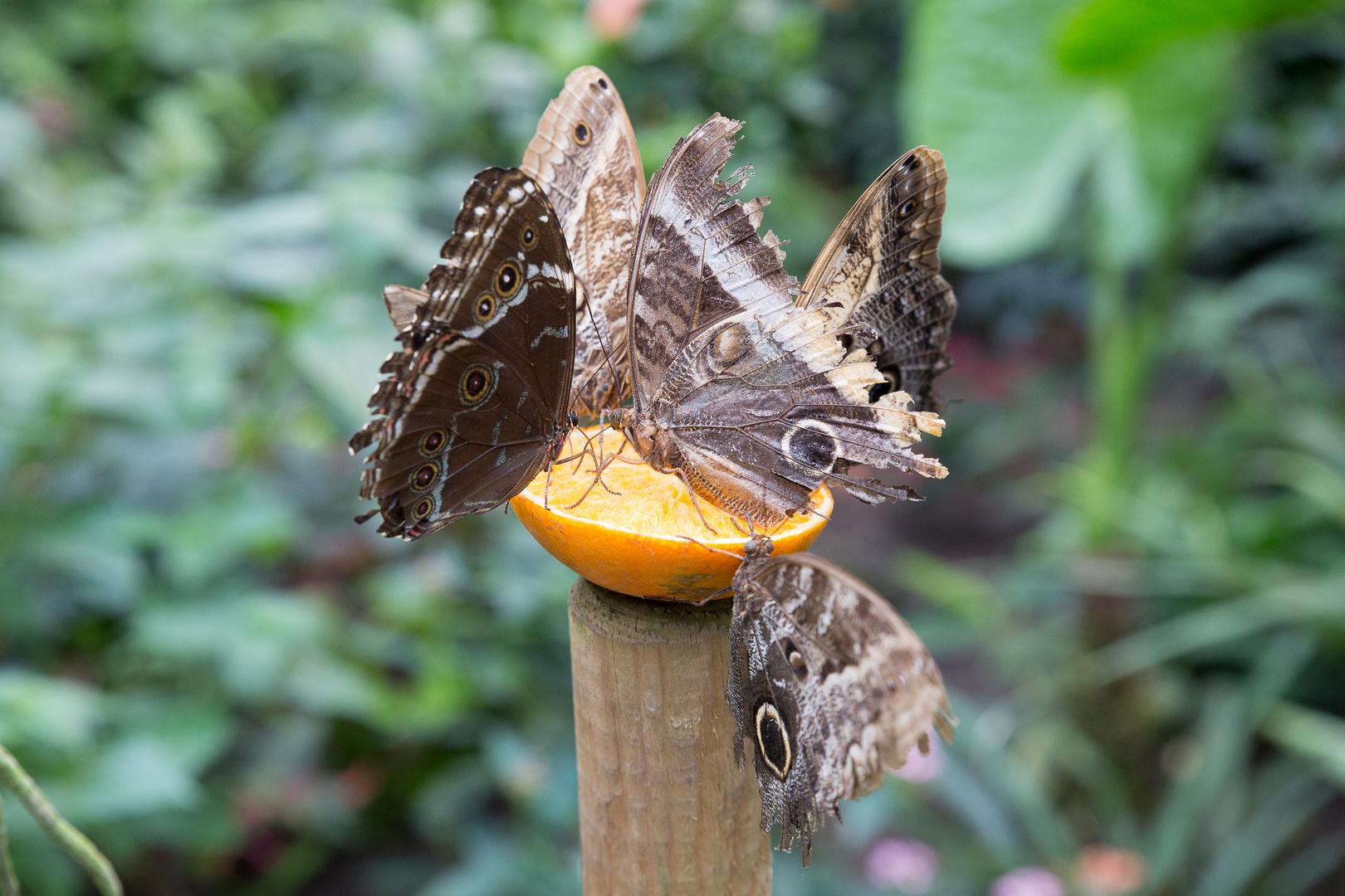 Schmetterlinge im Maximilian-Park