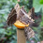 Schmetterlinge im Maximilian-Park