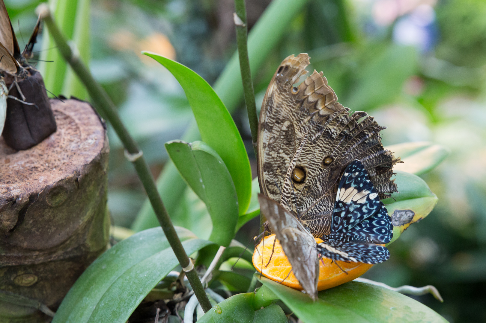 Schmetterlinge im Maximilian-Park