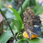 Schmetterlinge im Maximilian-Park