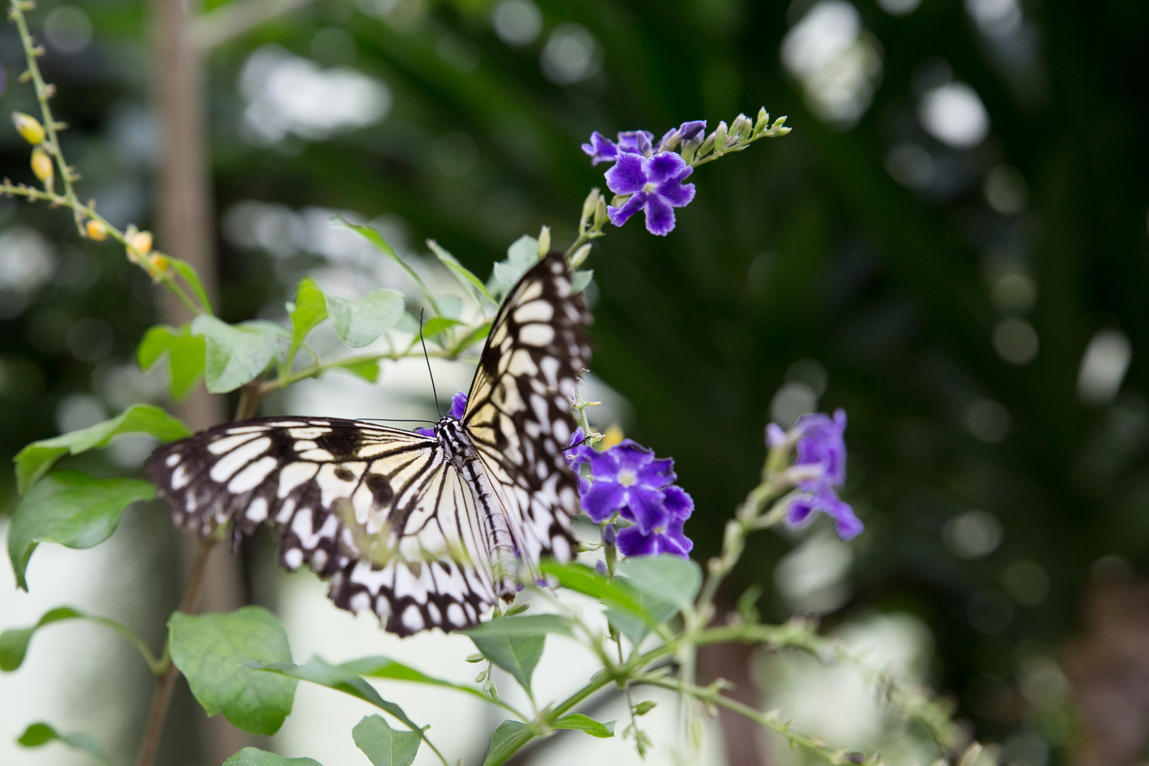 Schmetterlinge im Maximilian-Park