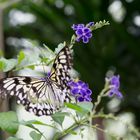 Schmetterlinge im Maximilian-Park