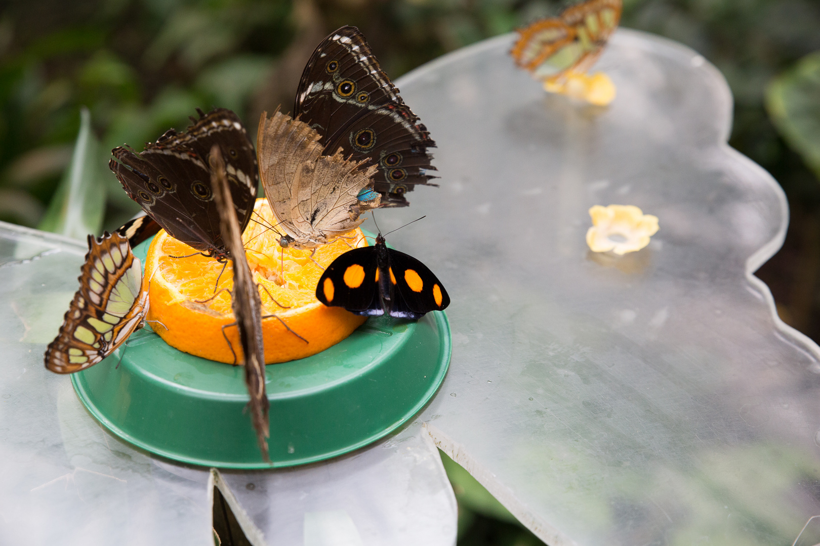 Schmetterlinge im Maximilian-Park