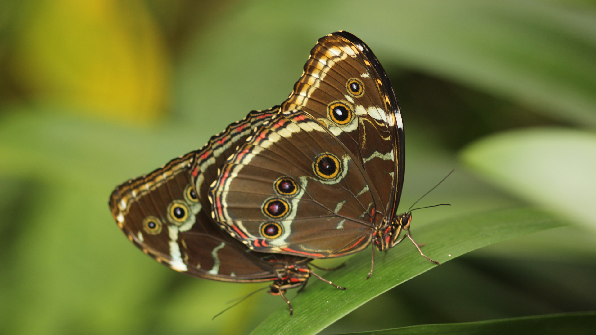 Schmetterlinge im Maximilian-Park in Hamm