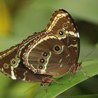 Schmetterlinge im Maximilian-Park in Hamm