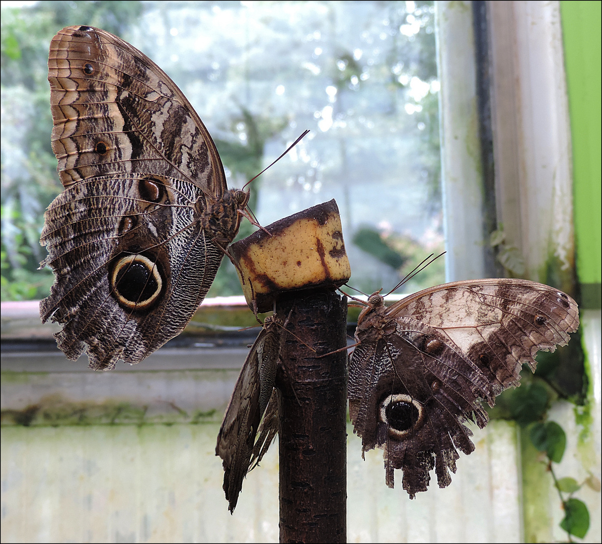 Schmetterlinge im Maximilianpark