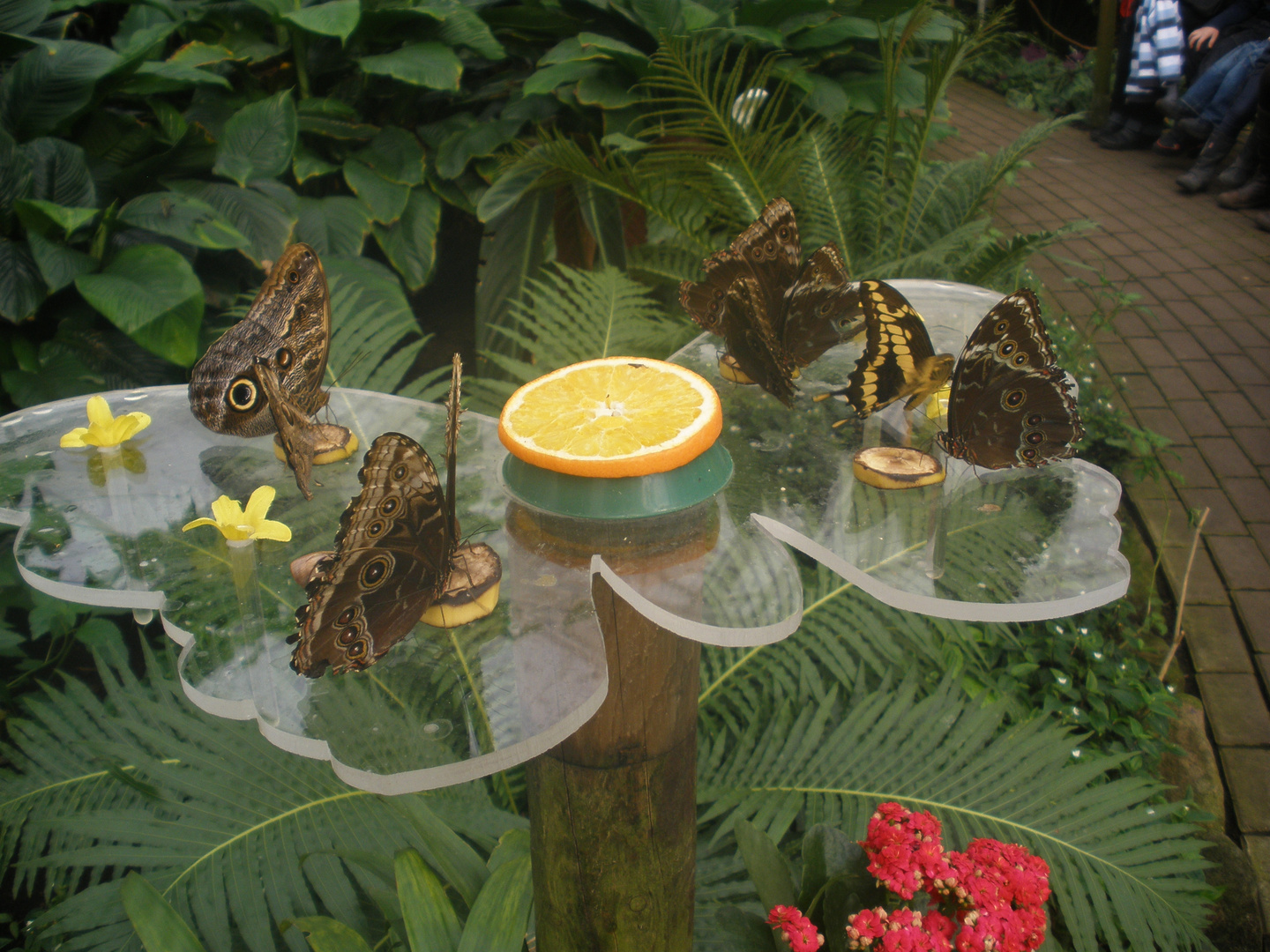 Schmetterlinge im Maximilianpark Hamm