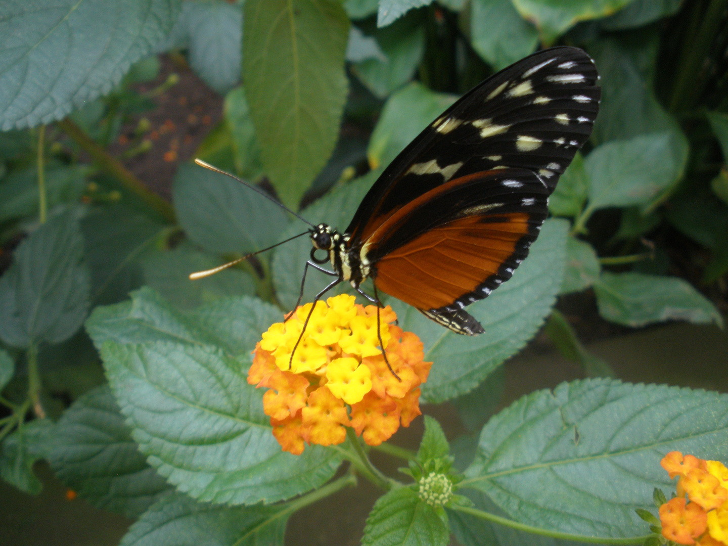 Schmetterlinge im Maximilianpark Hamm