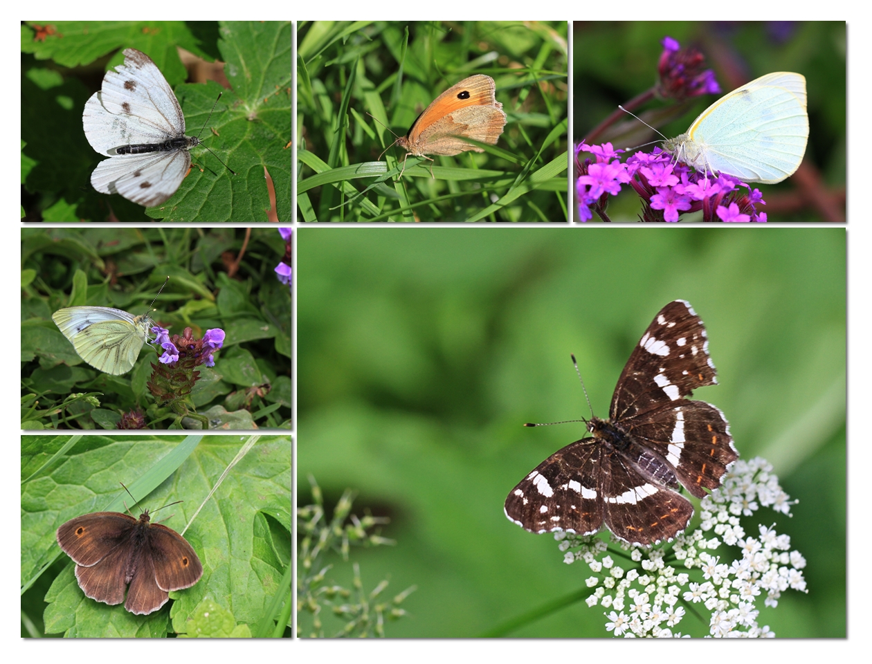 Schmetterlinge im Nym. Park