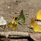 Schmetterlinge im Regenwald