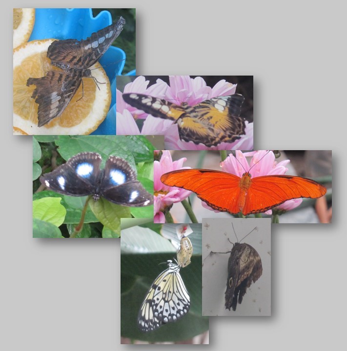 Schmetterlinge im Schmetterlingspark in Sassnitz (Insel Rügen)