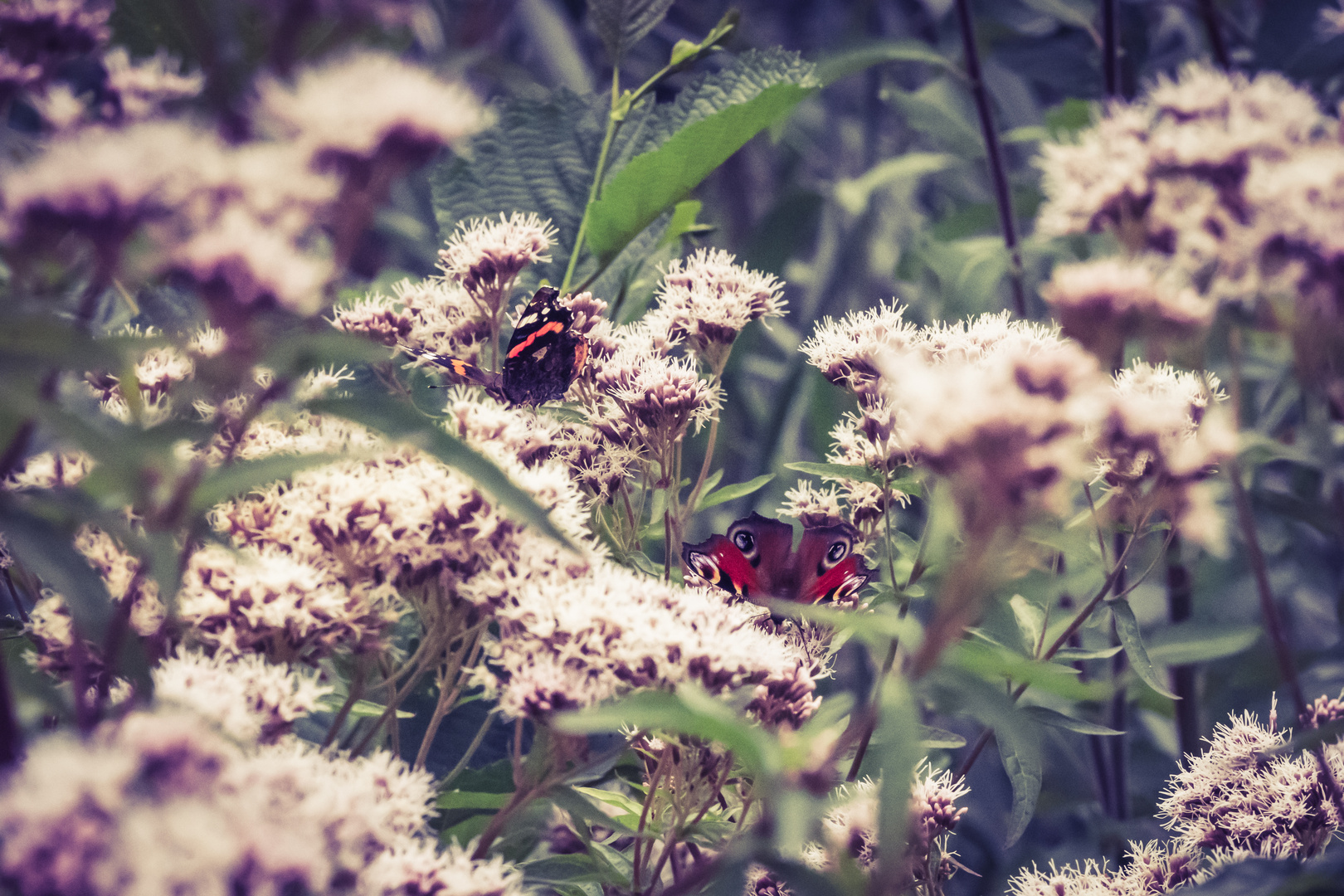 Schmetterlinge im Serengeti-Park Hodenhagen