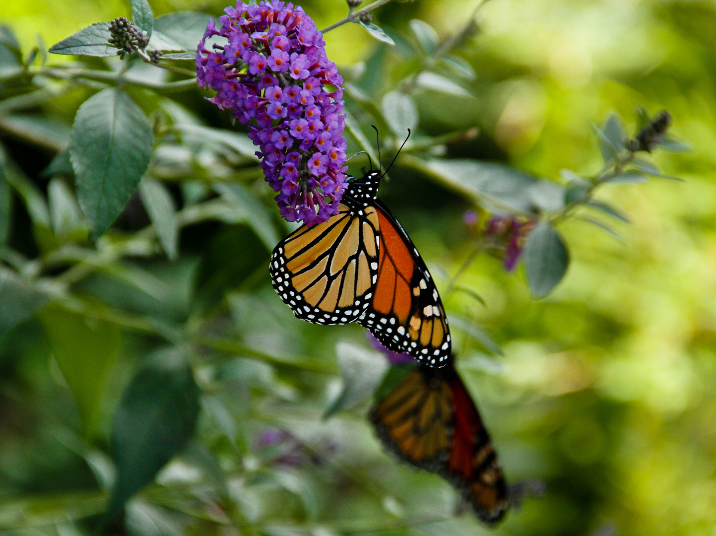 Schmetterlinge im Toronto Island Park