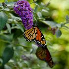 Schmetterlinge im Toronto Island Park