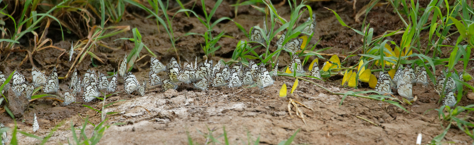 Schmetterlinge im Tsavo West