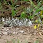 Schmetterlinge im Tsavo West