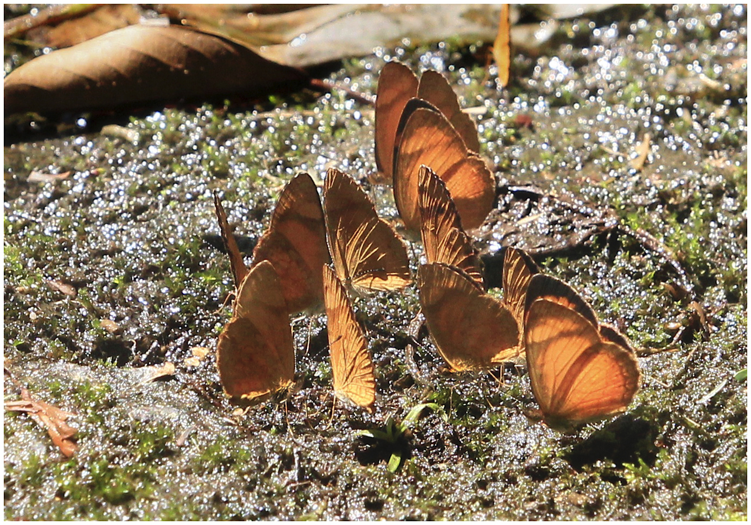  Schmetterlinge  im Urwald