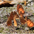  Schmetterlinge  im Urwald