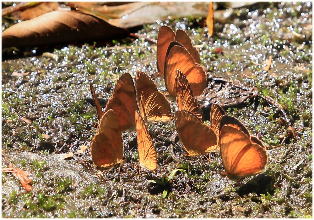  Schmetterlinge  im Urwald