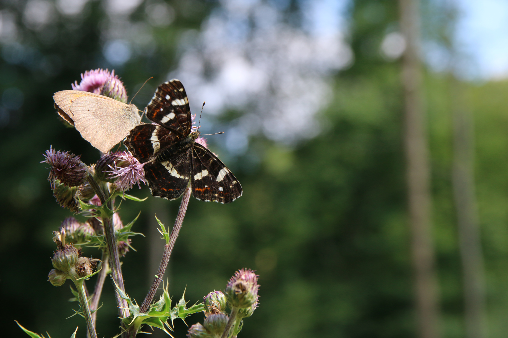 Schmetterlinge im Wald