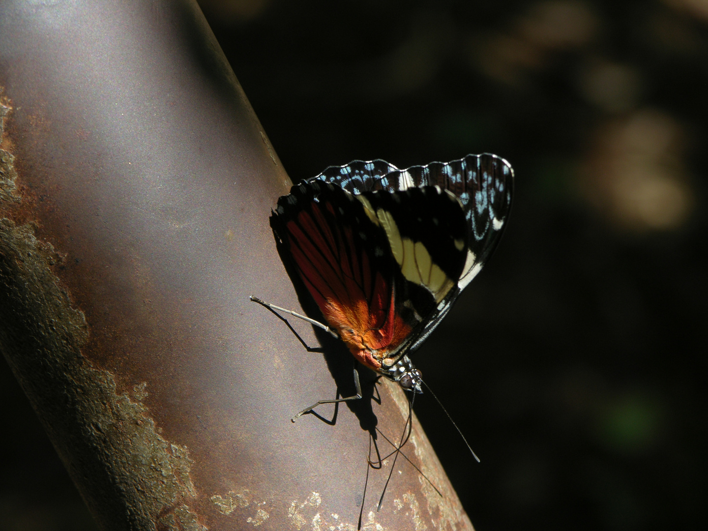 Schmetterlinge in Brasilien