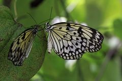 Schmetterlinge in Butterfly Garden in Paarl Südafrika 3