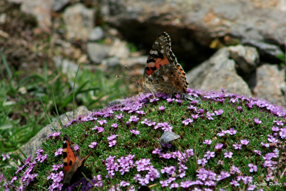 Schmetterlinge in den Bergen