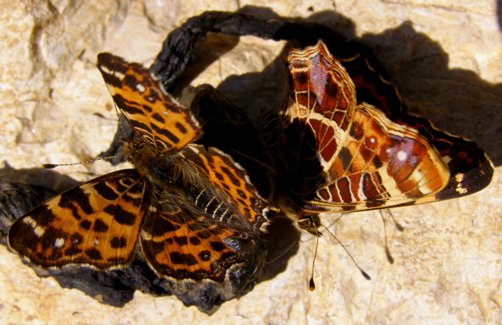 Schmetterlinge in der Abendsonne