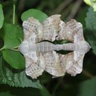 Schmetterlinge in der freien Natur bei der Paarung