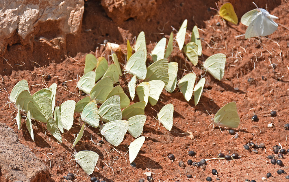 Schmetterlinge in der Kalahari