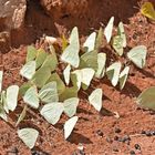 Schmetterlinge in der Kalahari