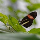 Schmetterlinge in Emsbühren