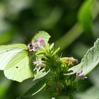 "Schmetterlinge in Fallersleben"