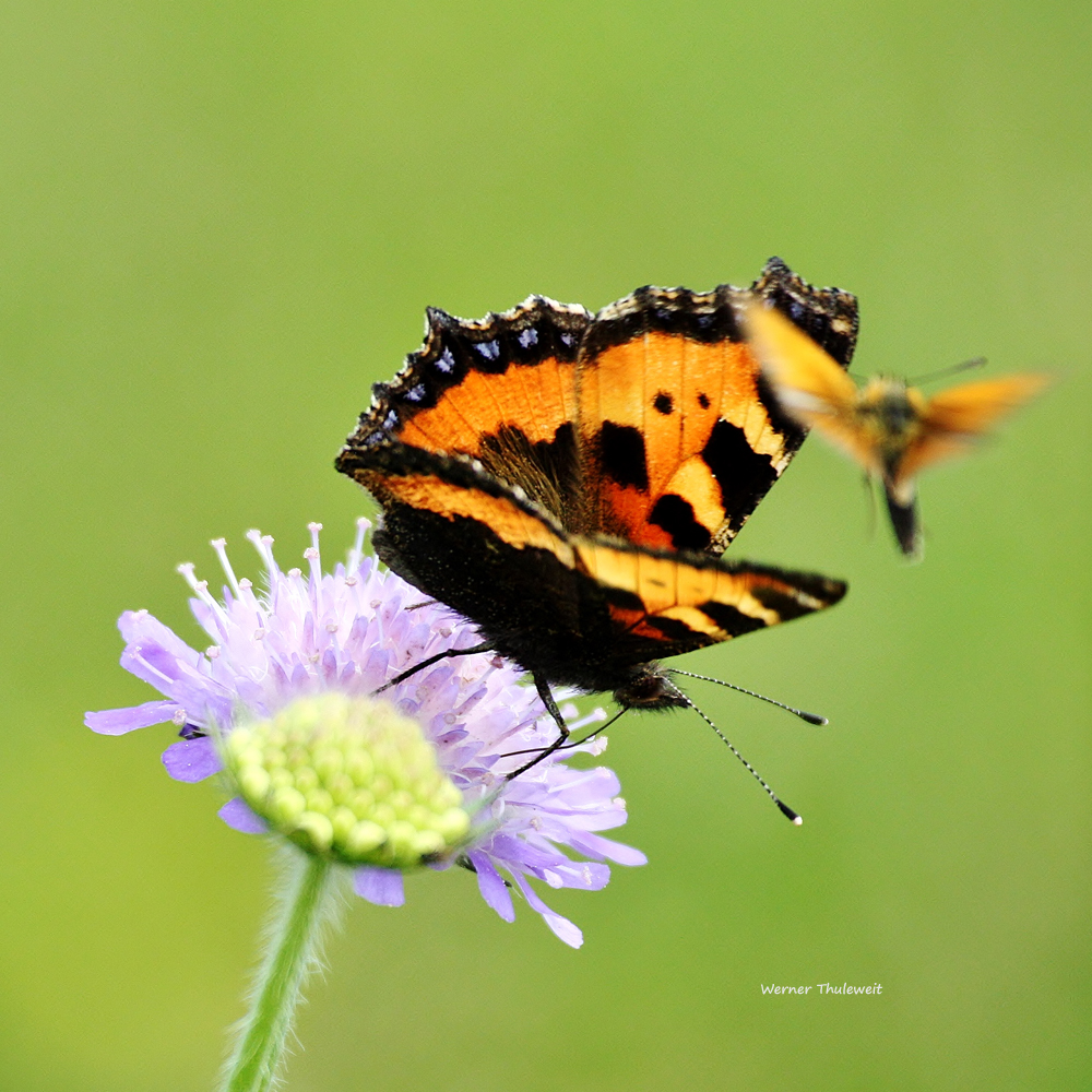 Schmetterlinge in Gefahr