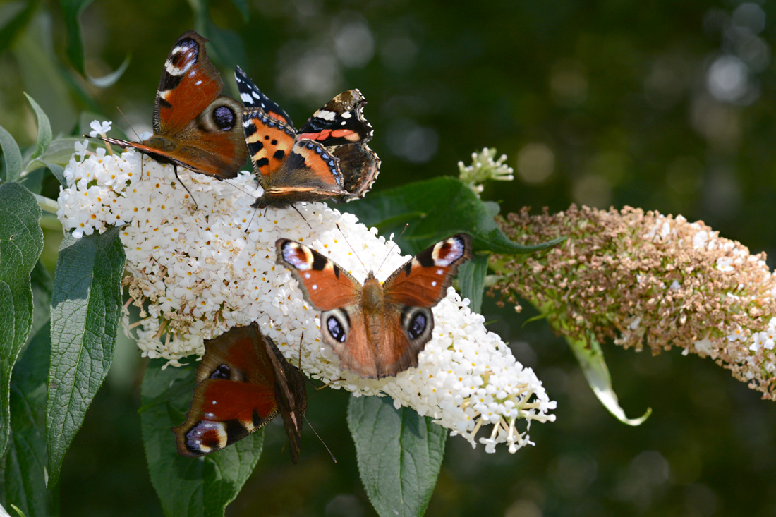 Schmetterlinge in meinem Garten: 4. Andrang auf der Buddleja: 5 Schmetterlinge