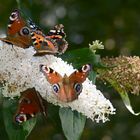 Schmetterlinge in meinem Garten: 4. Andrang auf der Buddleja: 5 Schmetterlinge